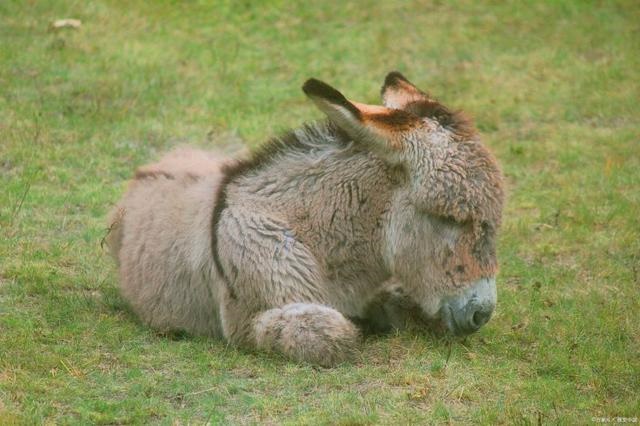 驴和马为什么会生出骡子，马和驴只能生骡子吗