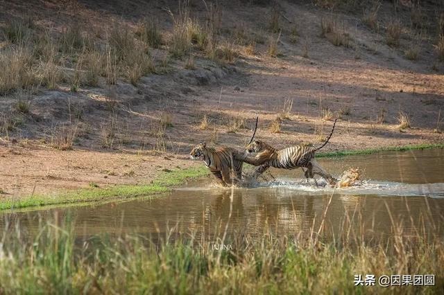 早上虎好还是晚上虎好，为什么说属虎女命硬