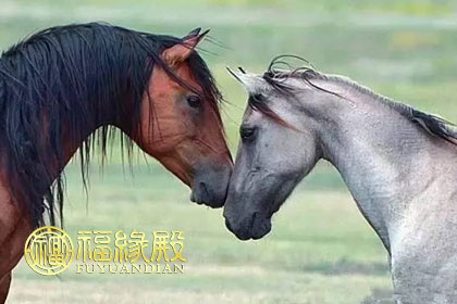 976年属龙和属马配吗，1976龙和1990马相配吗"