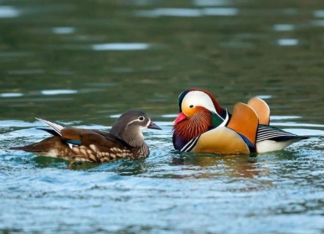 免费测个人运势，个人星盘运势