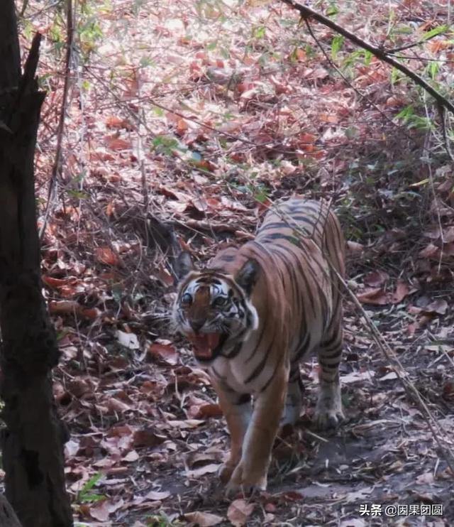 早上虎好还是晚上虎好，为什么说属虎女命硬