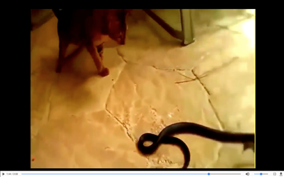 女虎男蛇好不好，女虎男蛇的婚姻怎么样