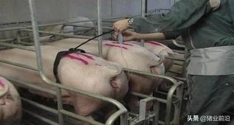 公猪和母猪如何配，女性人类动物马和人