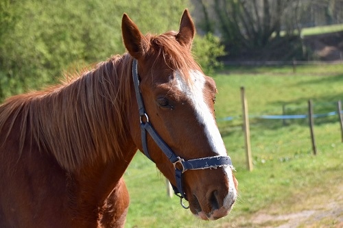 属马的大四岁属什么,男属马和女属虎相差4岁
