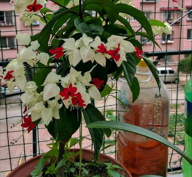 属龙家中养什么更好，几月的属龙不适合养狗