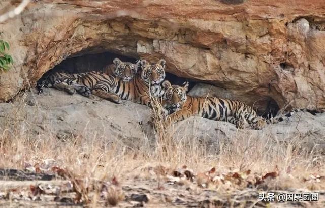 早上虎好还是晚上虎好，为什么说属虎女命硬