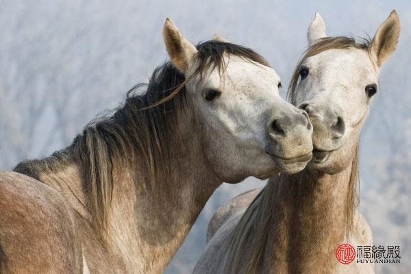 男属马婚配更佳属相，1990属马男更佳婚配