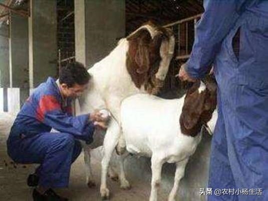 羊是怎么配对的，培养图片大全大图