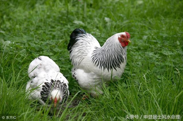 为啥属鸡的婚姻不顺利，93年属鸡多大结婚更好