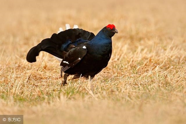 免费算命2022年运势属鸡，属鸡2022 年运势及运程