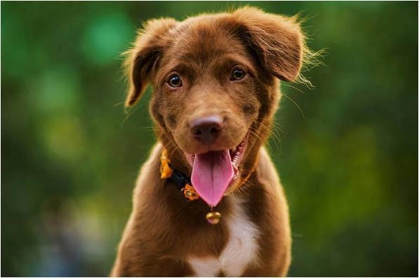 982属狗女运势，1982年属狗2022