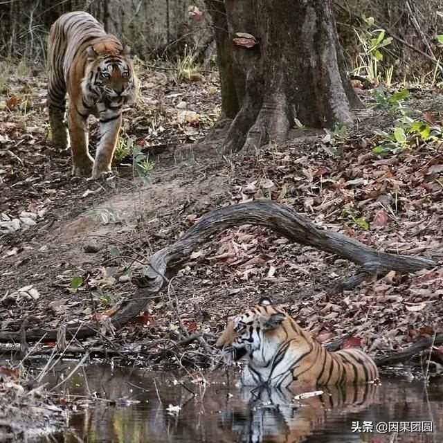 早上虎好还是晚上虎好，为什么说属虎女命硬