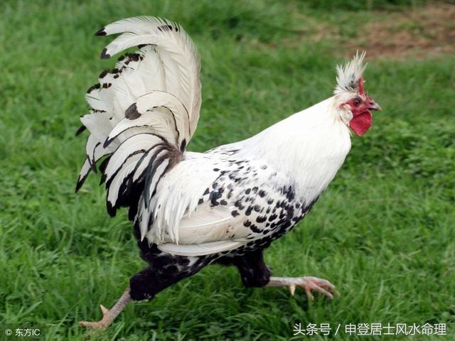 为啥属鸡的婚姻不顺利，93年属鸡多大结婚更好