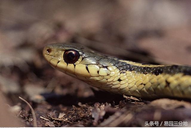 属蛇忌讳的出生时辰，属蛇人出生月时辰命运