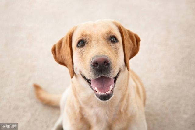 马是怎么交流配的斑马，动物世界大全集