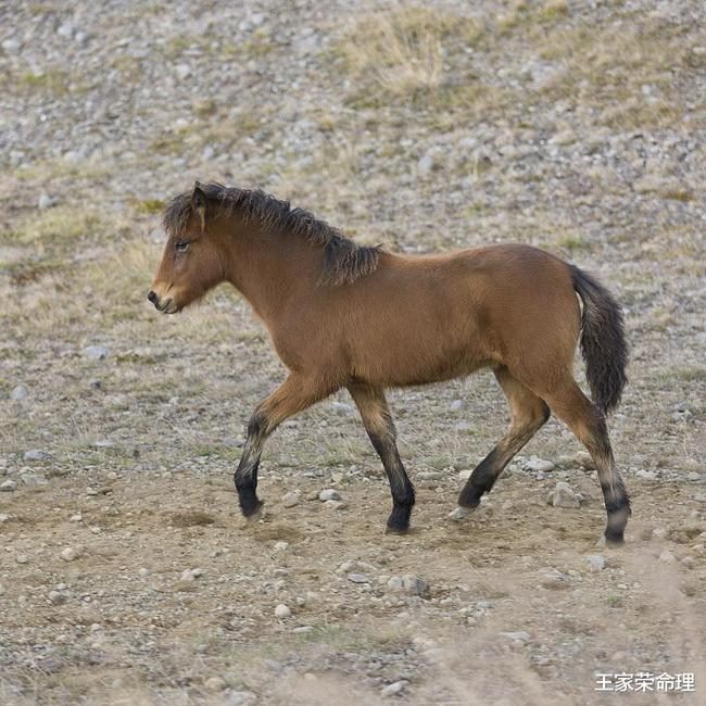 属马的2022年多大了,属马的2022年运势运程