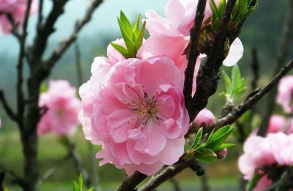 老了还喜欢出轨生肖女，属虎的女人千万不能娶