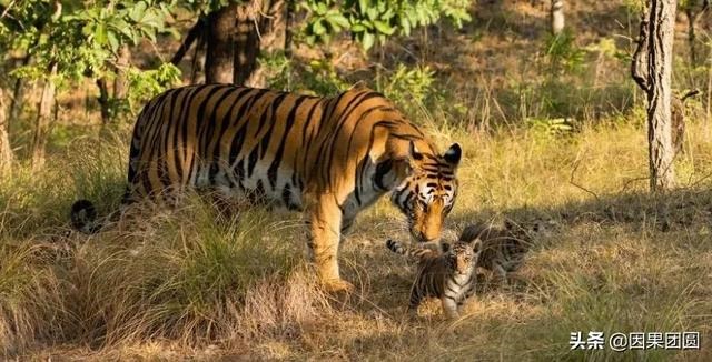 早上虎好还是晚上虎好，为什么说属虎女命硬