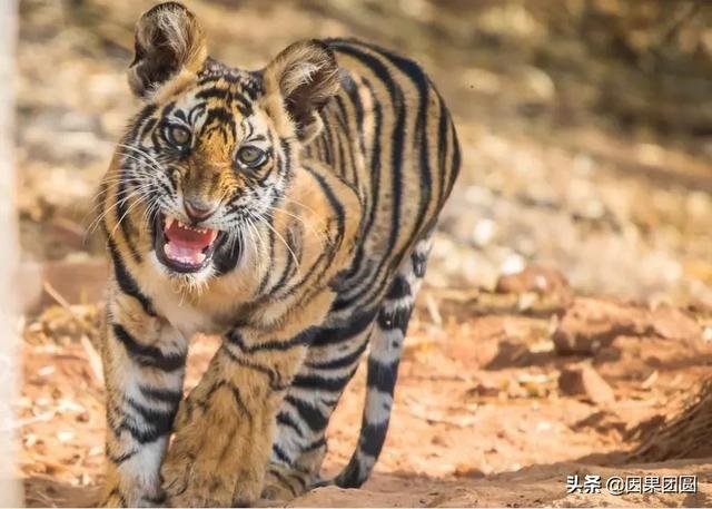 早上虎好还是晚上虎好，为什么说属虎女命硬