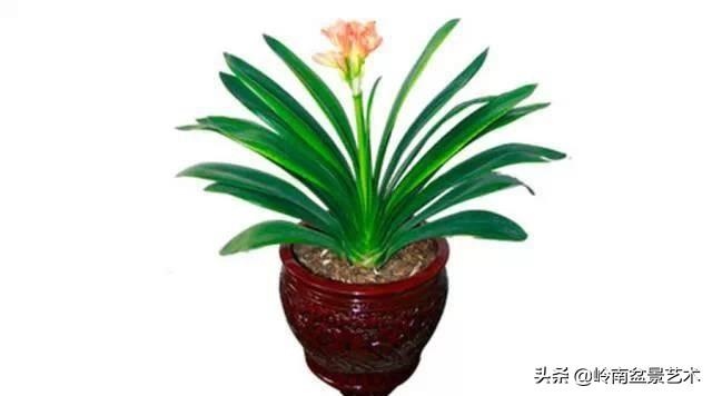 022年属龙财运最旺,生肖龙2022年运势及运程"