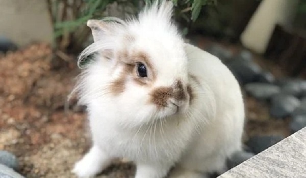 属兔2022年几岁,2022年属兔的六十大寿吗