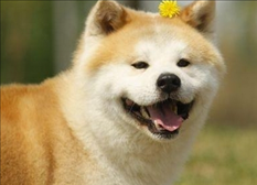 994年属狗男一生运势，1994年属狗2022