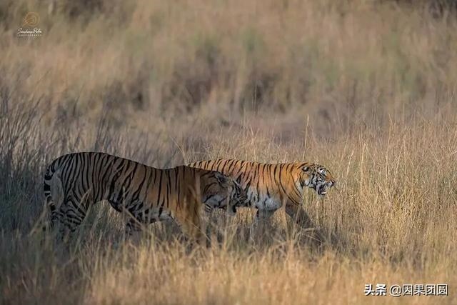 早上虎好还是晚上虎好，为什么说属虎女命硬