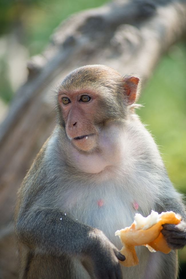 022属猴年龄表，2022年属猴高考怎样"