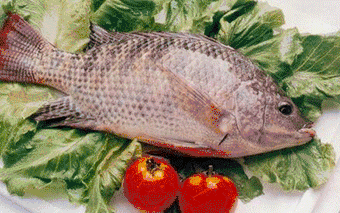 三合生肖对照表，男属鼠女属龙婚姻状况