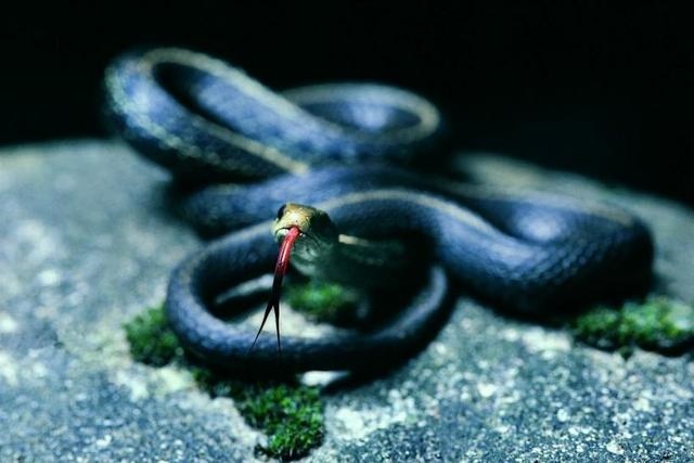 953年属蛇男是什么命，77年属蛇45岁运势2022