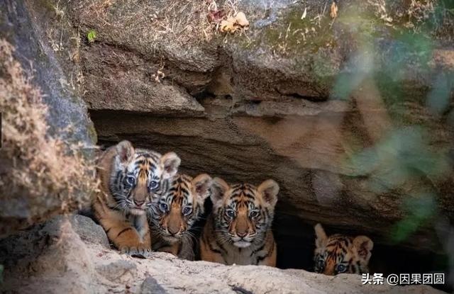 早上虎好还是晚上虎好，为什么说属虎女命硬