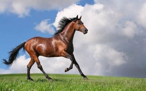 990年属马的更佳配偶，90年的马适合什么生肖的配偶"