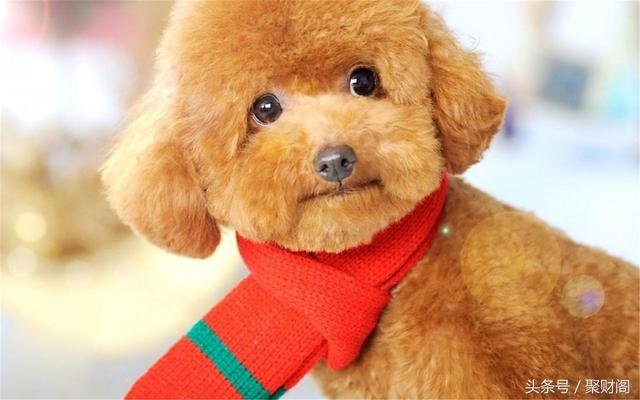 属狗今年运程每月运势，1982年属狗人一生财运