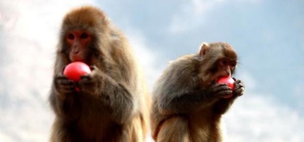 属猴几月出生更好，男孩出生的四个更佳时辰