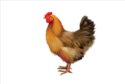 属鸡的时辰出生更好命，93年属鸡的姻缘在那年