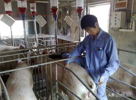 公猪和母猪如何配，女性人类动物马和人