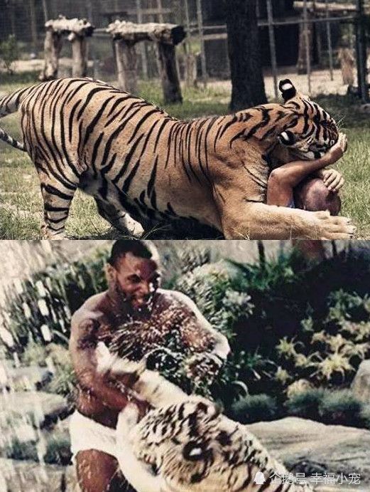 几点出生的虎最凶猛，属虎的女人几月会克夫