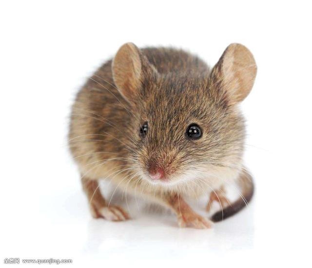 972年属鼠人运势,1972年属鼠一生运势"