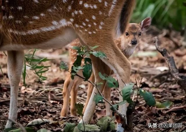 早上虎好还是晚上虎好，为什么说属虎女命硬