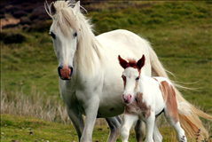 女属马更佳婚配属相，女生肖马和什么生肖最配