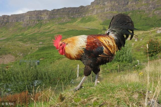 免费算命2022年运势属鸡，属鸡2022 年运势及运程