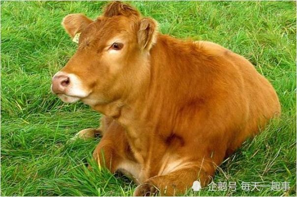 男牛女龙能过一辈子吗,龙和兔子为啥不能在一起