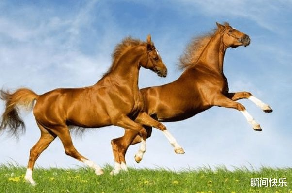 属马哪个月份最苦，属马1978年43走大运