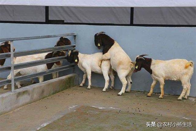 羊是怎么配对的，培养图片大全大图