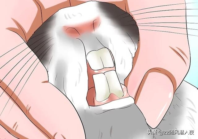 兔子的今年年龄是多大，兔子平均寿命