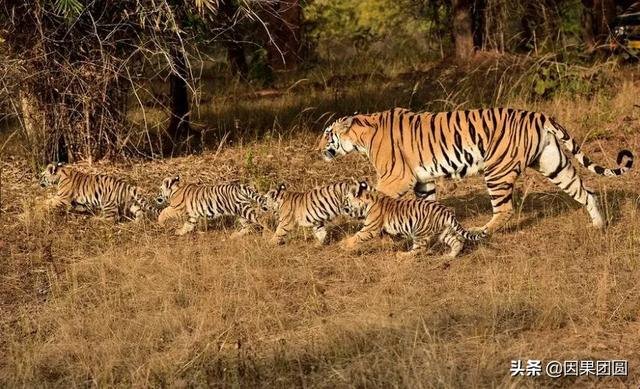 早上虎好还是晚上虎好，为什么说属虎女命硬