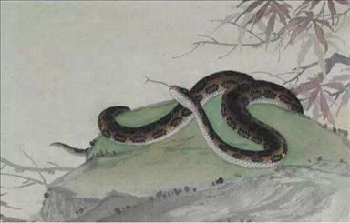 7年蛇男婚配属相，99属兔的更佳婚配属相"