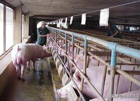 公猪和母猪如何配，女性人类动物马和人