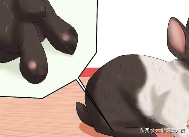 兔子的今年年龄是多大，兔子平均寿命