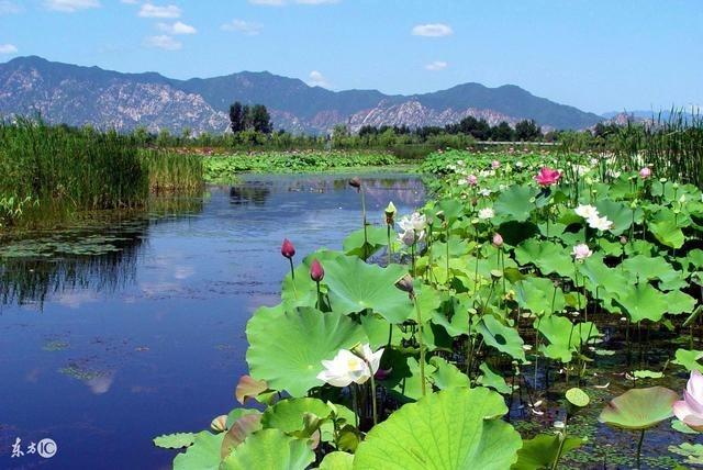 必能成大事业的生肖女,一生事业有成的生肖女